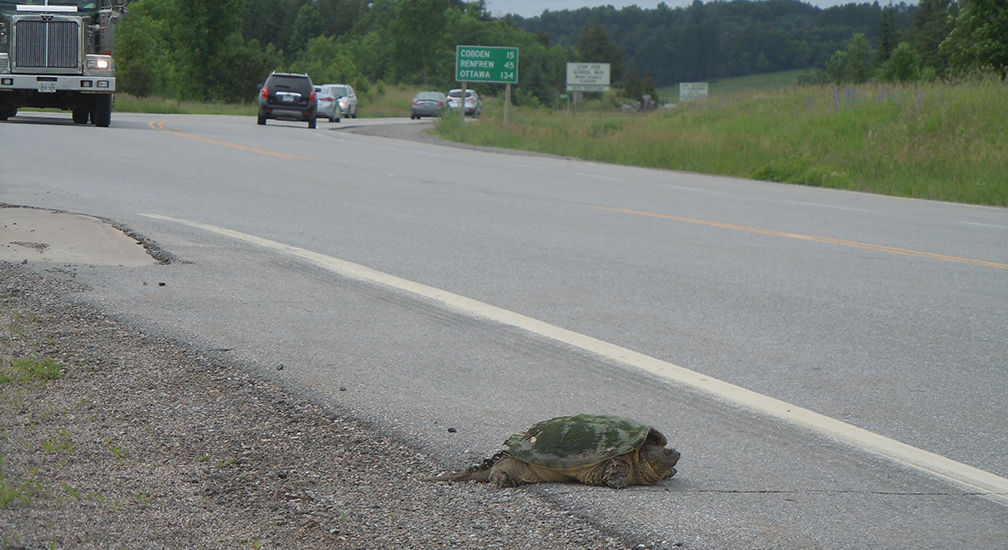 Snapping turtle on the road