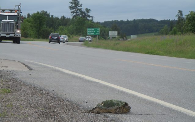 Snapping turtle starting to cross a traffic filled road  