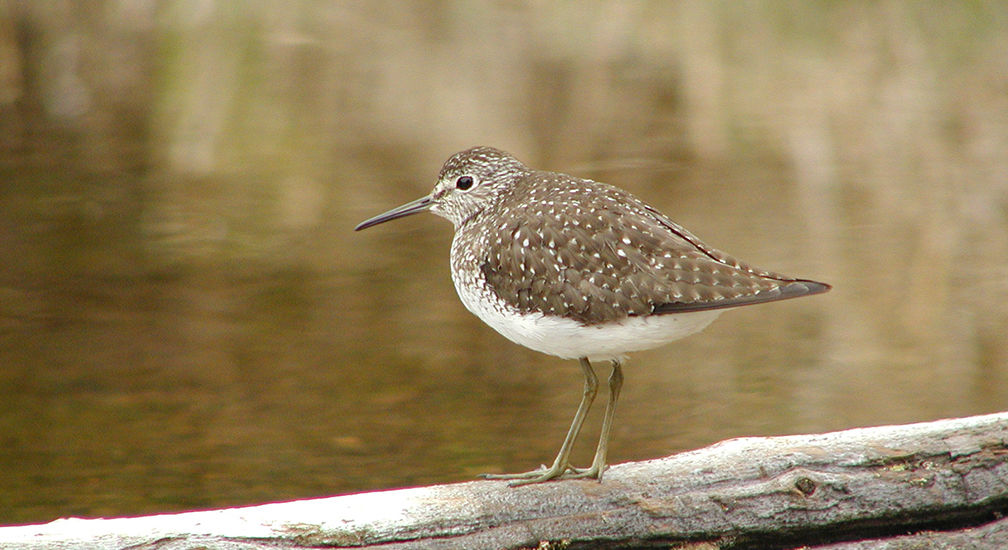 Solitary sandpiper perched on log
