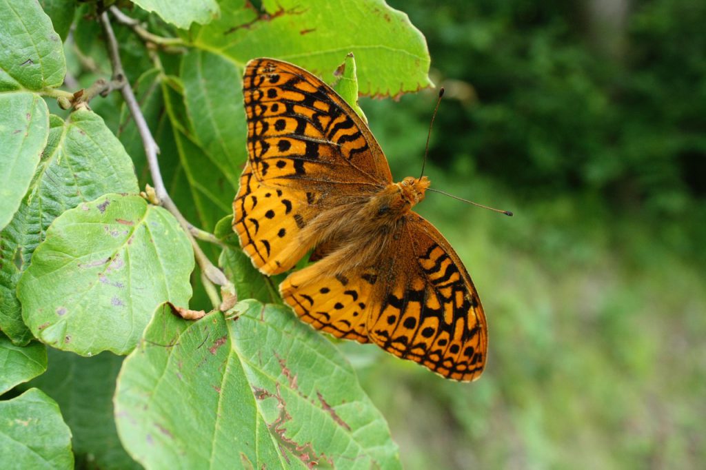 Flitter, flutter, here come the butterflies of spring and summer