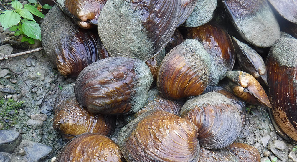 A pile of purple wartyback mussels