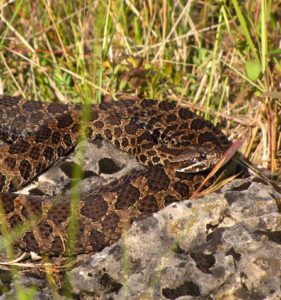 Massasauga rattlesnake at Ontario Nature's Bruce Alvar Nature Reserve
