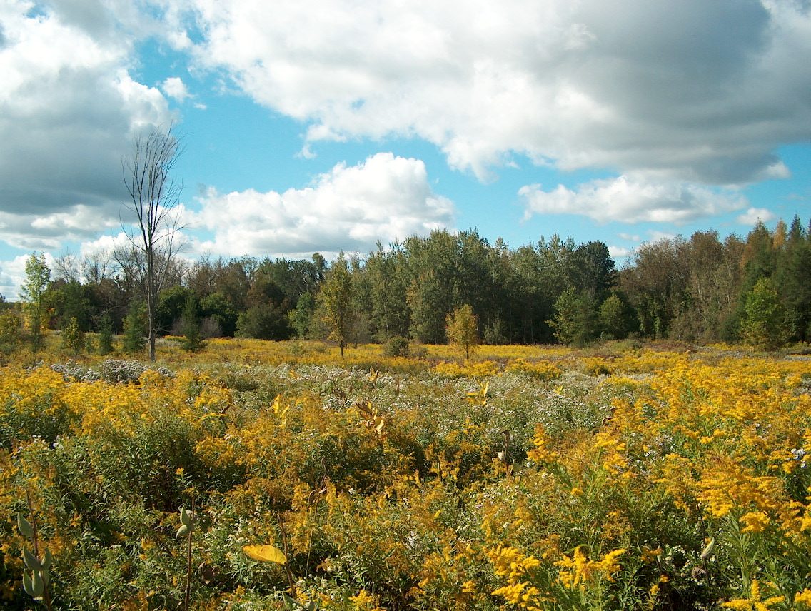 Cawthra Mulock Nature Reserve