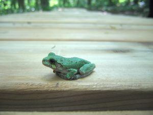 Gray treefrog at Lawson Nature Reserve