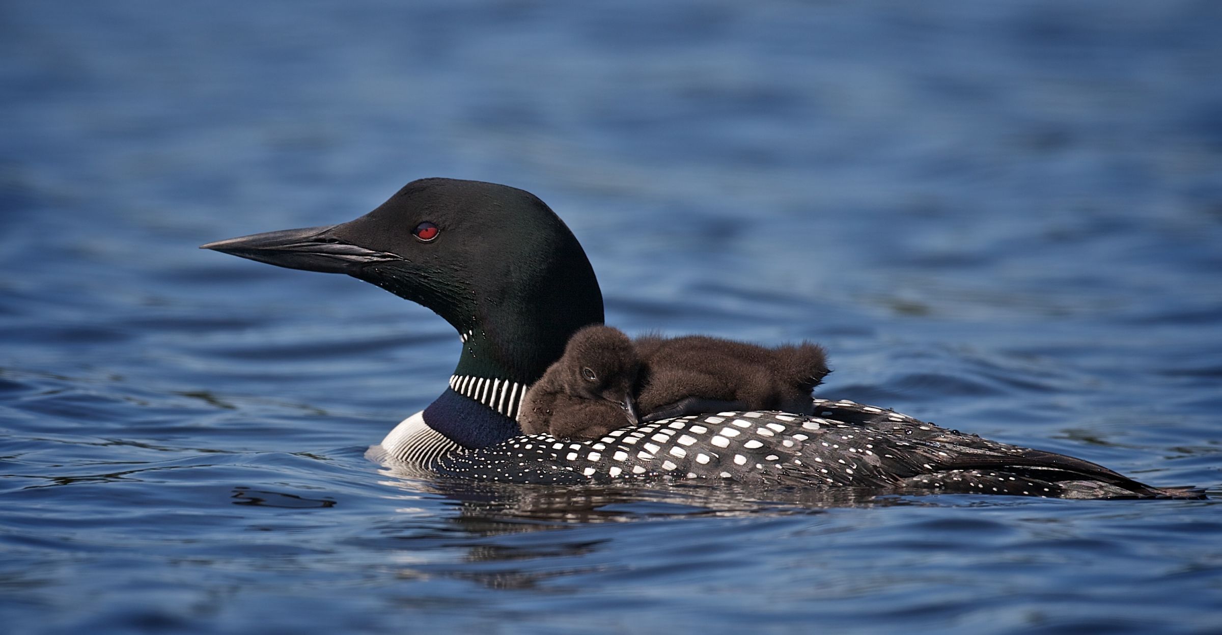 Common loon with chicks on water