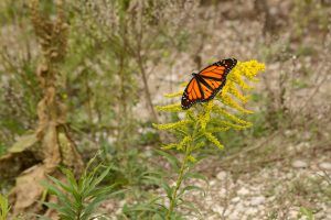 Monarch butterfly perched on plant, Nature Bluff Shores