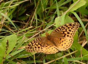 Great spangled fritillary butterfly; Noah Cole, Sydenham River Nature Reserve
