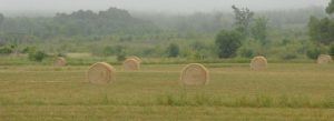 Bales of hay, ALUS. Alternative Land Use Service