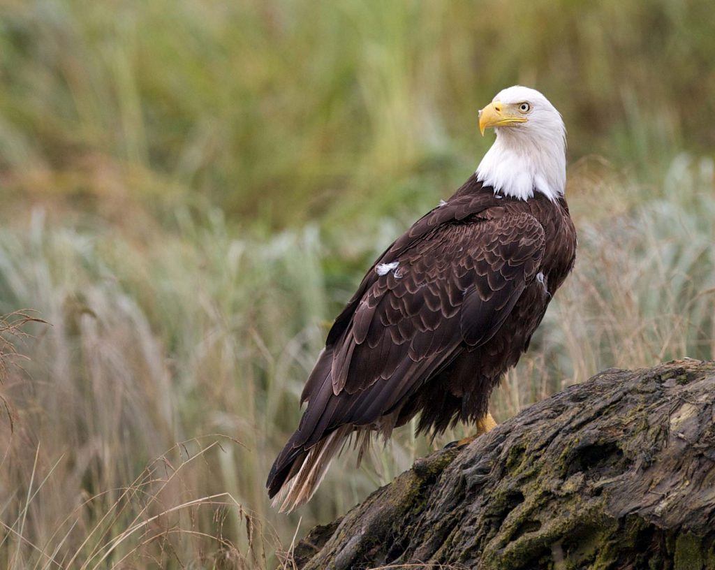 Bald Eagle, eagle, at risk, special concern