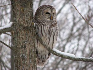 Barred Owl in the tree, winter