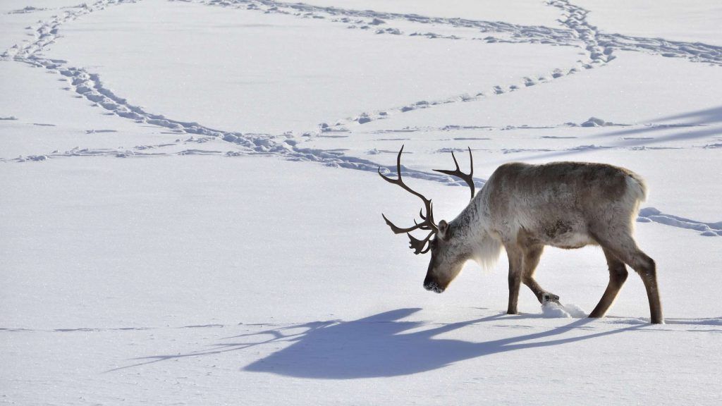 Caribou Walking in the Snow