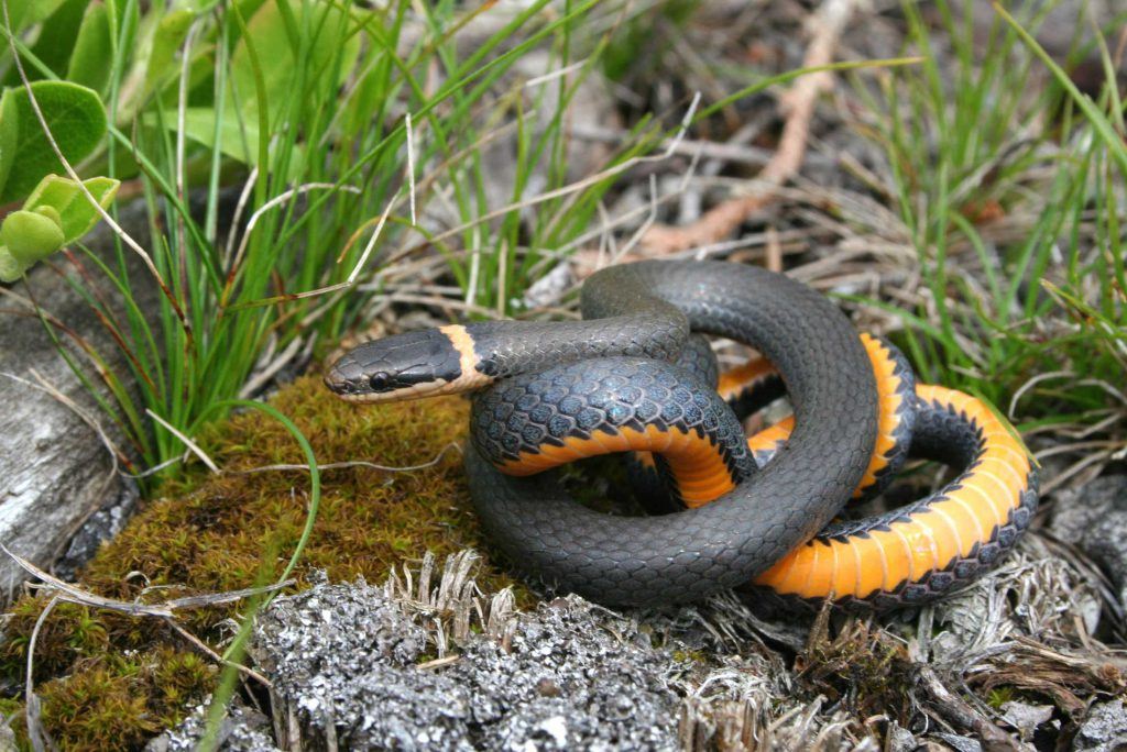 Northern ring-necked snake, snake, snakes, ringneck