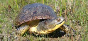 Blandings Turtle in grass