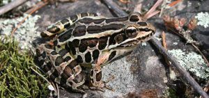 Pickerel frog on forest floor