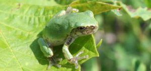 Gray Treefrog on a leaf