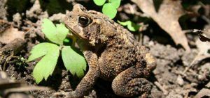American Toad on the ground