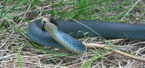 Blue Racer snake in the grass