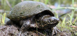 Eastern Musk Turtle in the grass