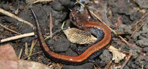 Eastern red-backed salamander © Joe Crowley