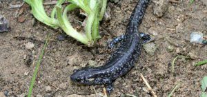 Small-Mouthed Salamander