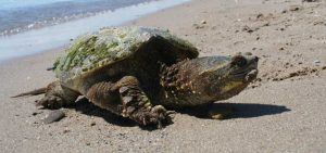 Snapping turtle on a sandy beach