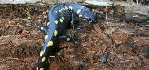 Spotted Salamander on a log