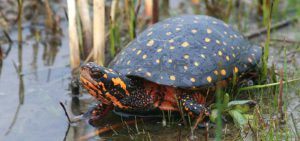 Spotted Turtle in a grassy swamp