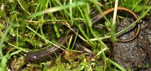 Small salamander beneath the grass