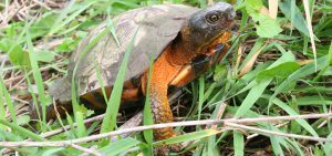 Wood Turtle crawling on the ground