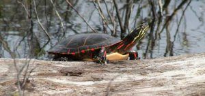 Midland Painted Turtle perched on a fallen tree