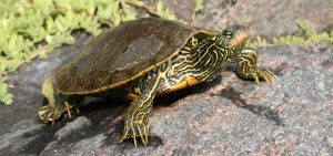 Northern Map Turtle perched on a rock