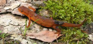 Small orange salamander on the ground