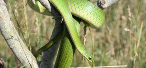 Smooth Greensnake in a tree