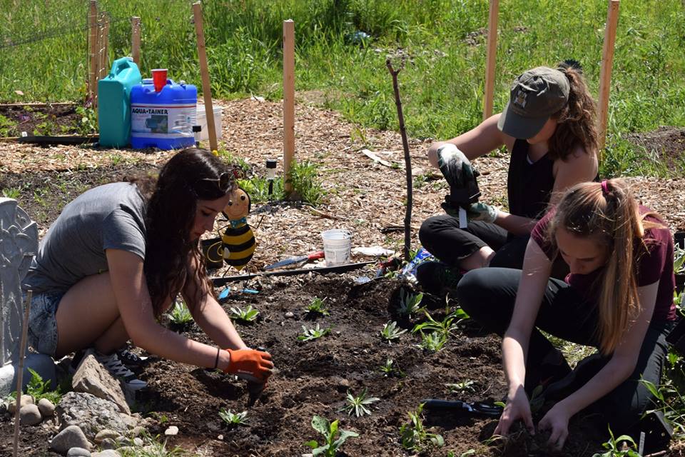 Members of the youth council planting pollinator friendly plants
