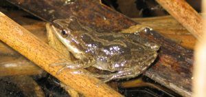Western chorus frog