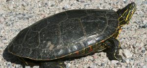 Western Painted Turtle on a gravel road