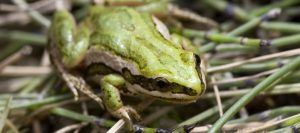 Boreal chorus frog standing on grass