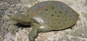 Spiny Softshelll turtle on the ground