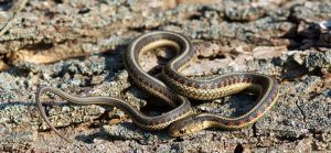 Red-sided Gartersnake, gartersnake, garter snake, snake, snakes