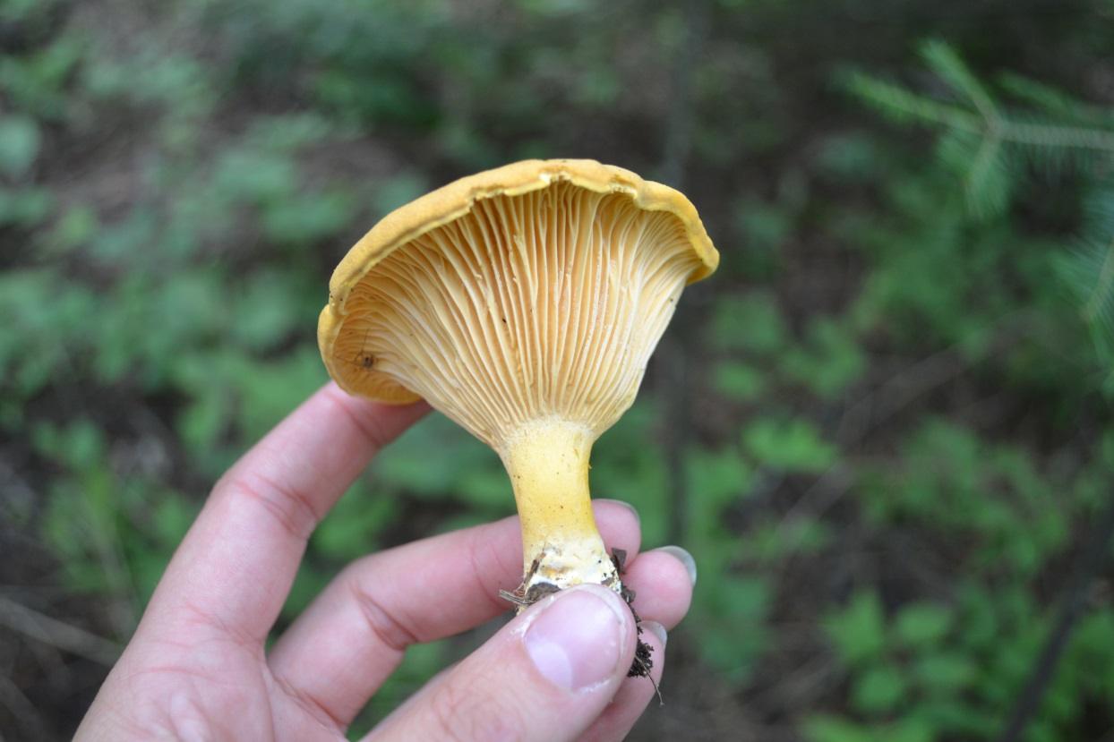 Chanterelle mushroom being held up