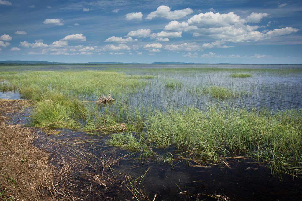 Coastal wetlands of Lake Superior