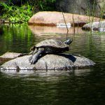 Turtle sunbathing on a rock surrounded by water