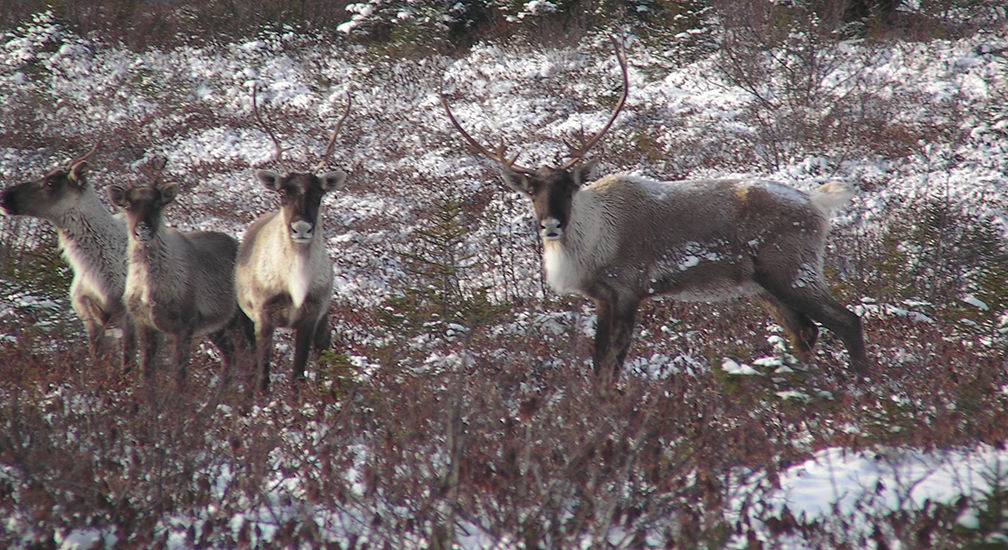 Boreal caribou, winter