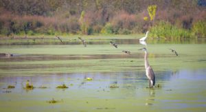 great blue heron, great egret, ducks, wetland, Lynde Shores Conservation Area