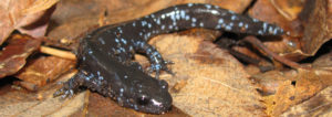 blue-spotted salamander, salamander, salamanders