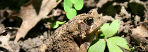 toad, toads, American toad