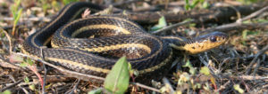 Butler's gartersnake, endangered, at risk, snake, snakes