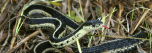 eastern gartersnake, snake, snakes