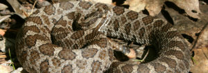 Massasauga rattlesnake, rattlesnake, snake, snakes, endangered, threatened