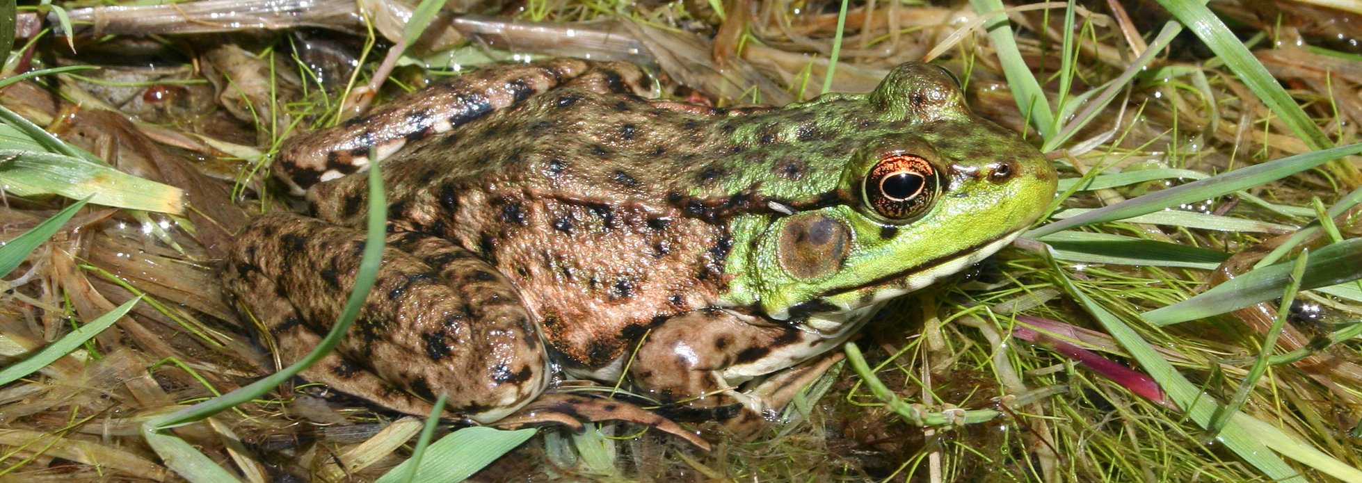 Green Frog, Reptiles & Amphibians in Ontario